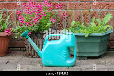 Green Annaffiatoio in plastica sul giardino patio accanto al giardino fioriere e della parete della casa. Foto Stock