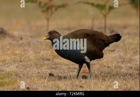 Un nativo della Tasmania-hen, Tribonyx mortierii, endemico isola australiana della Tasmania. Foto Stock