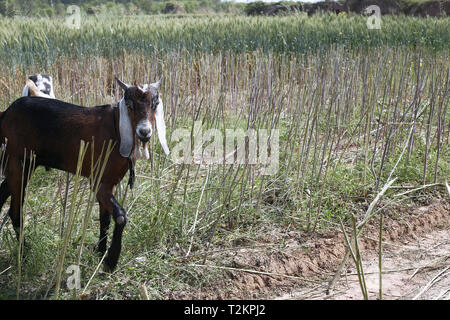 Ritratto di capra in fattoria. Foto Stock