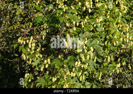 Wilder Hopfen, Humulus lupulus, luppolo Foto Stock