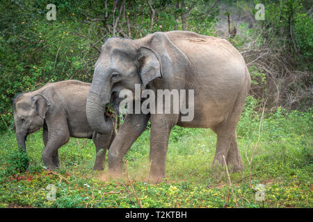 Deep Inside Udawalawe parco nazionale nella provincia meridionale dello Sri Lanka, un giocoso Baby Elephant apprende da un altro membro della mandria. Foto Stock