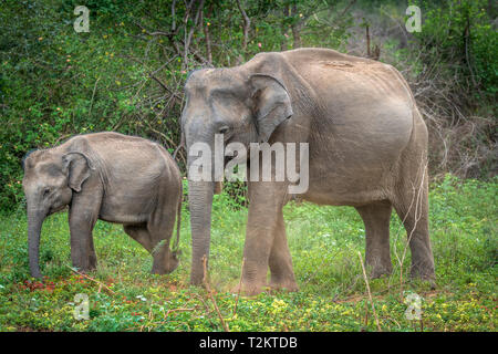 Deep Inside Udawalawe parco nazionale nella provincia meridionale dello Sri Lanka, un giocoso Baby Elephant apprende da un altro membro della mandria. Foto Stock