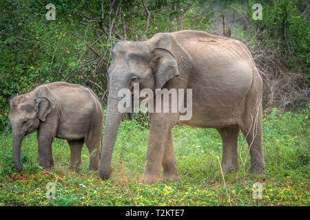 Deep Inside Udawalawe parco nazionale nella provincia meridionale dello Sri Lanka, un giocoso Baby Elephant apprende da un altro membro della mandria. Foto Stock