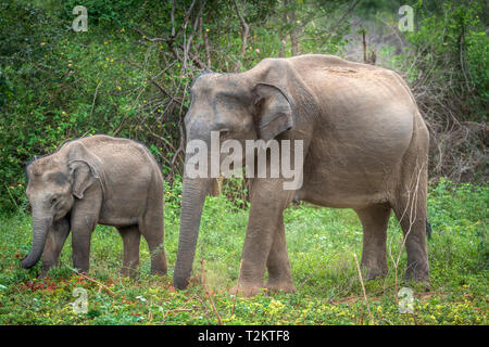 Deep Inside Udawalawe parco nazionale nella provincia meridionale dello Sri Lanka, un giocoso Baby Elephant apprende da un altro membro della mandria. Foto Stock