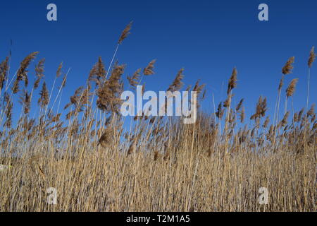 Un impianto di Typha vicino a un campo in bulgaro con sky sullo sfondo Foto Stock