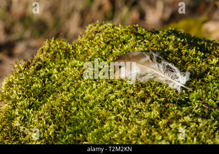 Soleggiato uccello marrone giù su una verde terra di muschio Foto Stock