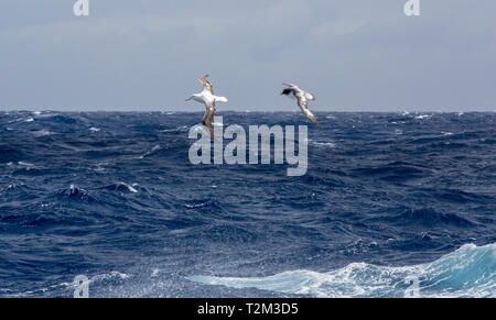 Albatro errante, Diomedea exulans e Cape Petrel; Daption capense nel passaggio di Drake, Oceano Meridionale. Foto Stock