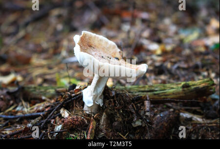 Grandi brown funghicoltura in Nesscliffe, Shropshire, Inghilterra. Foto Stock