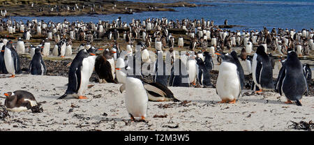 I pinguini di Gentoo (Pygoscelis papua), colonia di pinguini in tela di isola, isole Falkland, Regno Unito Foto Stock