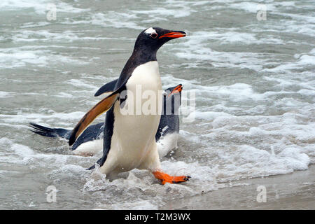 Pinguino Gentoo (Pygoscelis papua), alla spiaggia, Isola di carcassa, Isole Falkland, Regno Unito Foto Stock