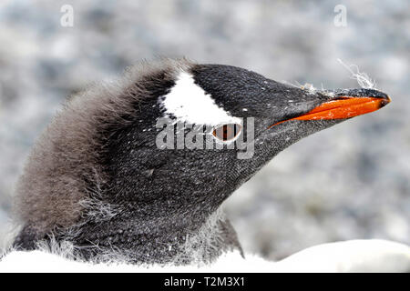 Pinguino Gentoo (Pygoscelis papua), ritratto, Marrone Bluff, mare di Weddell, penisola antartica, Antartico Foto Stock