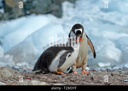 Pinguino Gentoo (Pygoscelis papua), alimentazione di pulcino, Laurie Isola, Orkney Islands, Drake street, Antartico Foto Stock