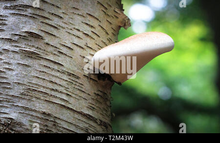 Una betulla polypore fungo (Piptoporus betulinus) cresce al di fuori di un albero di betulla in Nesscliffe, Shropshire, Inghilterra. Foto Stock