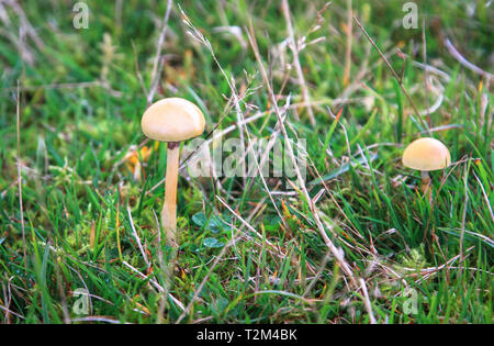 Una coppia di sterco tonda di funghi (Protostropharia semiglobata) che cresce in un campo erboso utilizzato per il pascolo di ovini in Shropshire, Inghilterra. Foto Stock