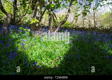 Macchie di luce del sole illumina un campo di bluebells (Hyacinthoides non scripta) durante la primavera in una zona boschiva di Shrewsbury, Shropshire, Inghilterra. Foto Stock