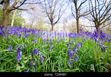 Grandi macchie di bluebells (Hyacinthoides non scripta) emergono durante la primavera in una zona boschiva di Shrewsbury, Shropshire, Inghilterra. Foto Stock