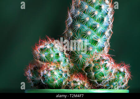 Un piccolo verde cactus con arancio brillante spine è fotografato da vicino in alto dettaglio. Foto Stock
