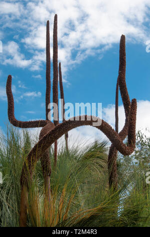 Erba comune- Albero, Xanthorrhoea australis a Giardino Australiano, Cranbourne, Victoria Foto Stock