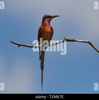 Southern carmine gruccione, appollaiate su un ramo, il parco nazionale Kruger, Sud Africa Foto Stock