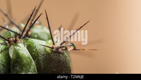 Macro Close-up di le spine di un cactus con gocce d'acqua Foto Stock