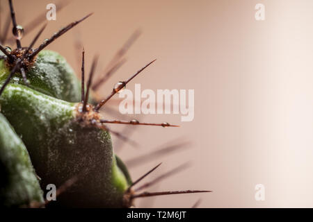 Macro Close-up di le spine di un cactus con gocce d'acqua Foto Stock