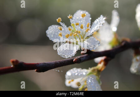 Bella coperta di rugiada singolo fiore bianco del Prunus spinosa su una mattina di primavera. Foto Stock