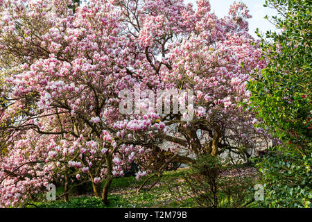Uno dei più vecchi albero di Magnolia (Magnolia soulangeana) in Europa in piena fioritura in Sopron, Ungheria. Appross. 150 anni. Foto Stock