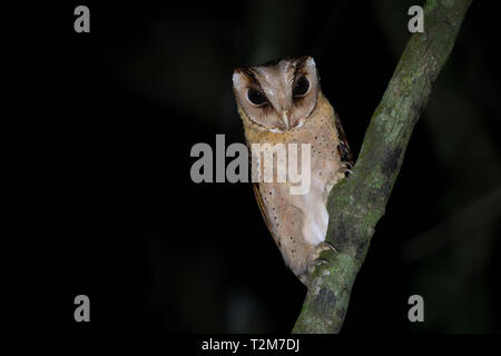 Sri Lanka bay owl Foto Stock