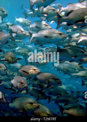 Twinspot snapper (Lutjanus bohar) Foto Stock