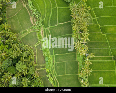 Top down vista aerea di campi di riso nei pressi di Ubud a Bali, in Indonesia Foto Stock