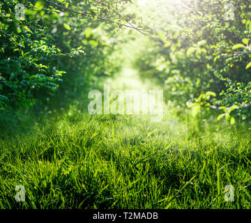 Erba sullo sfondo della natura Foto Stock