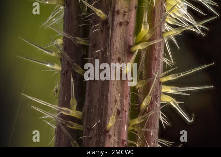 Messa a fuoco impilati, extreme close up di ortica stelo(Urtica dioica) che mostra il pungiglione cellule o tricoma peli. Cinque volte ingrandimento Foto Stock