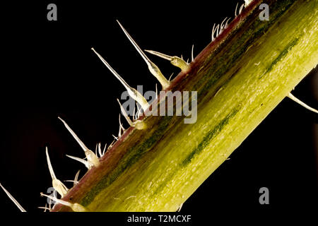 Messa a fuoco impilati, extreme close up di ortica stelo(Urtica dioica) che mostra il pungiglione cellule o tricoma peli. Cinque volte ingrandimento Foto Stock