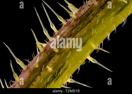 Messa a fuoco impilati, extreme close up di ortica stelo(Urtica dioica) che mostra il pungiglione cellule o tricoma peli. Cinque volte ingrandimento Foto Stock