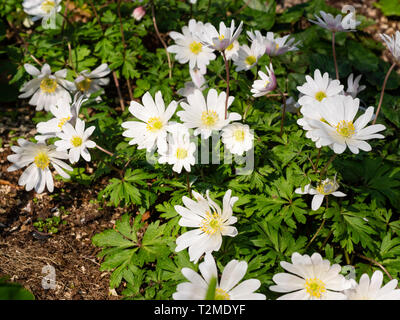 Inizio della primavera i fiori del giardino effimero tubero, Anemone blanda " splendore bianco' Foto Stock