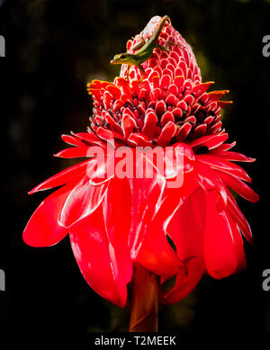 Martinica anole lizard arroccato sulla cima di una torcia rosa flowerhead zenzero in Martinica, West Indies. Foto Stock