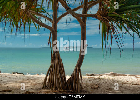 Uno yacht che sono ancorate al largo dell'Isola Fraser incorniciata da un albero di palma e una spiaggia di sabbia bianca Foto Stock