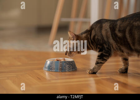 Carino capelli corti cat a mangiare cibo da un recipiente metallico a casa Foto Stock