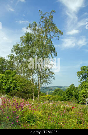 Buckland Monachorum campanile di una chiesa in distanza su fiori selvatici al Garden House, Devon Foto Stock