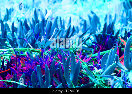 Ultravioletto sfondo astratto - Closeup di Sempervivum calcareum-semprevivo, dipinta in ultra violet color Foto Stock