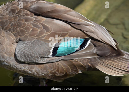 Close-up di un anatra filippino (Anas luzonica) mostra la bella irridescent blue speculum piume Foto Stock