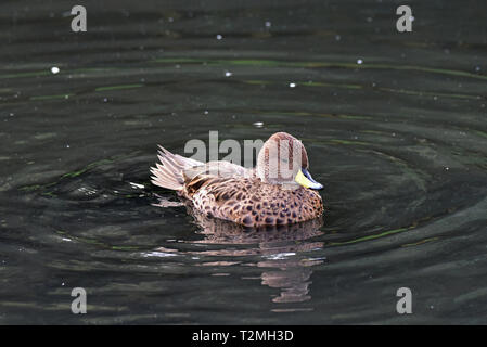 La Georgia del Sud Pintail (Anas georgica g), una sottospecie del giallo-fatturati Pintail, sulle sponde di un lago nel Sud Ovest Inghilterra Foto Stock