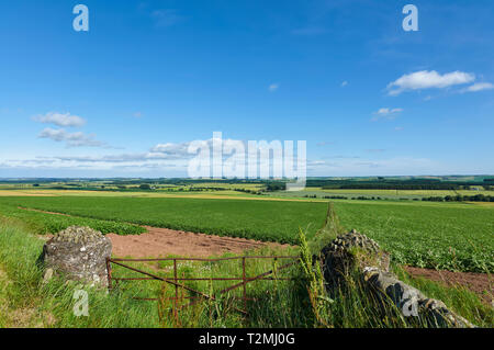 Un ferro arrugginito campo Farm gate tra pilastri di pietra nel Mearns valle di Angus, affacciato su campi arabili della fecola di patate. Angus, Scozia. Foto Stock