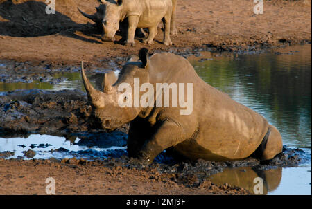 Ritratto di rinoceronti bianchi nel Mkhaya Game Reserve al tramonto, Siphofaneni, Eswatini ex dello Swaziland Foto Stock