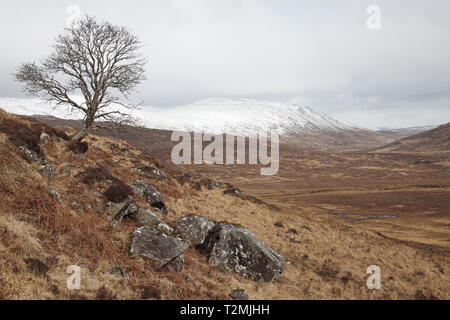 Rowan Sorbus acuparia albero in Glen Dubh Morvern Scotland Regno Unito Foto Stock