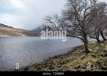 Argento betulla Betula pendula accanto a Loch Ba con Beinn na Duatharach oltre Isle of Mull Scotland Regno Unito Foto Stock