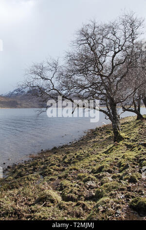 Argento betulla Betula pendula accanto a Loch Ba con Beinn na Duatharach oltre Isle of Mull Scotland Regno Unito Foto Stock