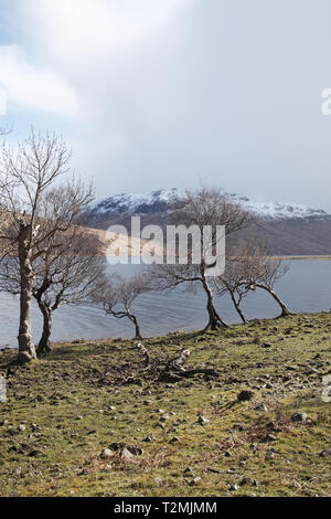 Argento betulla Betula pendula accanto a Loch Ba con Beinn na Duatharach oltre Isle of Mull Scotland Regno Unito Foto Stock