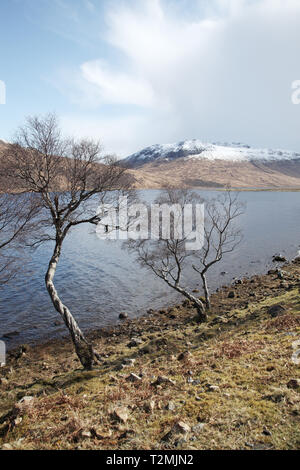 Argento betulla Betula pendula accanto a Loch Ba con Beinn na Duatharach oltre Isle of Mull Scotland Regno Unito Foto Stock