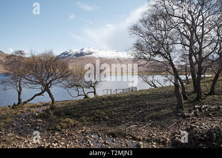 Argento betulla Betula pendula accanto a Loch Ba con Beinn na Duatharach oltre Isle of Mull Scotland Regno Unito Foto Stock